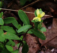 Hypericum hypericoides