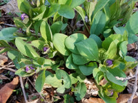 Mertensia virginica