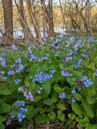 Mertensia virginica