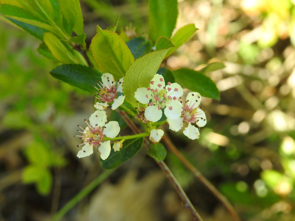 Aronia melanocarpa