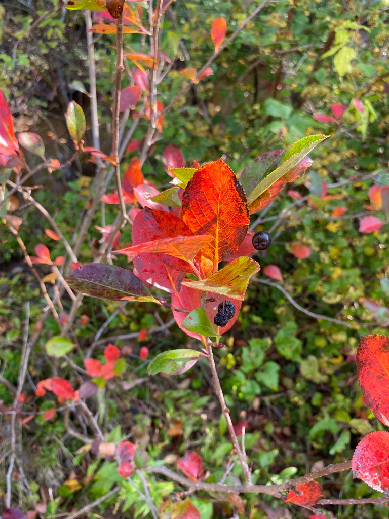 Aronia melanocarpa