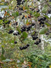 Aronia melanocarpa