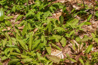 Pedicularis canadense