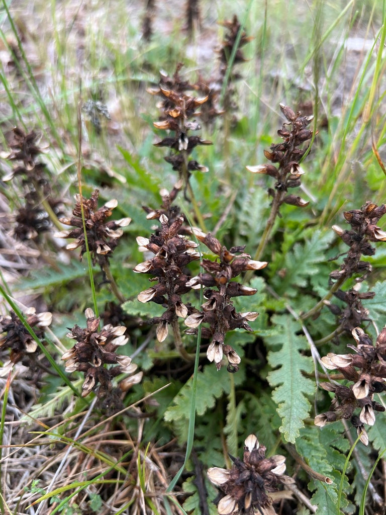 Pedicularis canadense