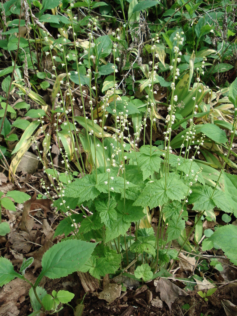 Mitella diphylla