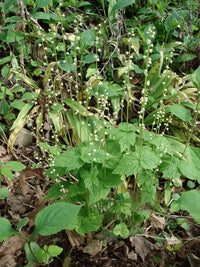 Mitella diphylla