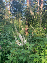 Actaea racemosa