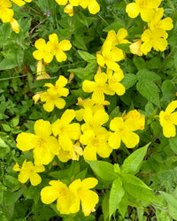 Oenothera fruticosa