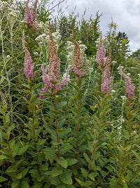 Spiraea tomentosa