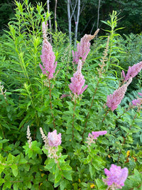 Spiraea tomentosa