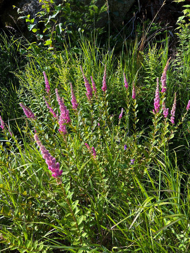 Spiraea tomentosa