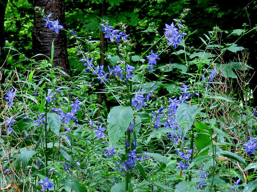 Campanulastrum americana