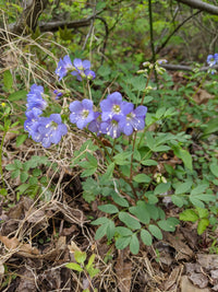 Polemonium reptans