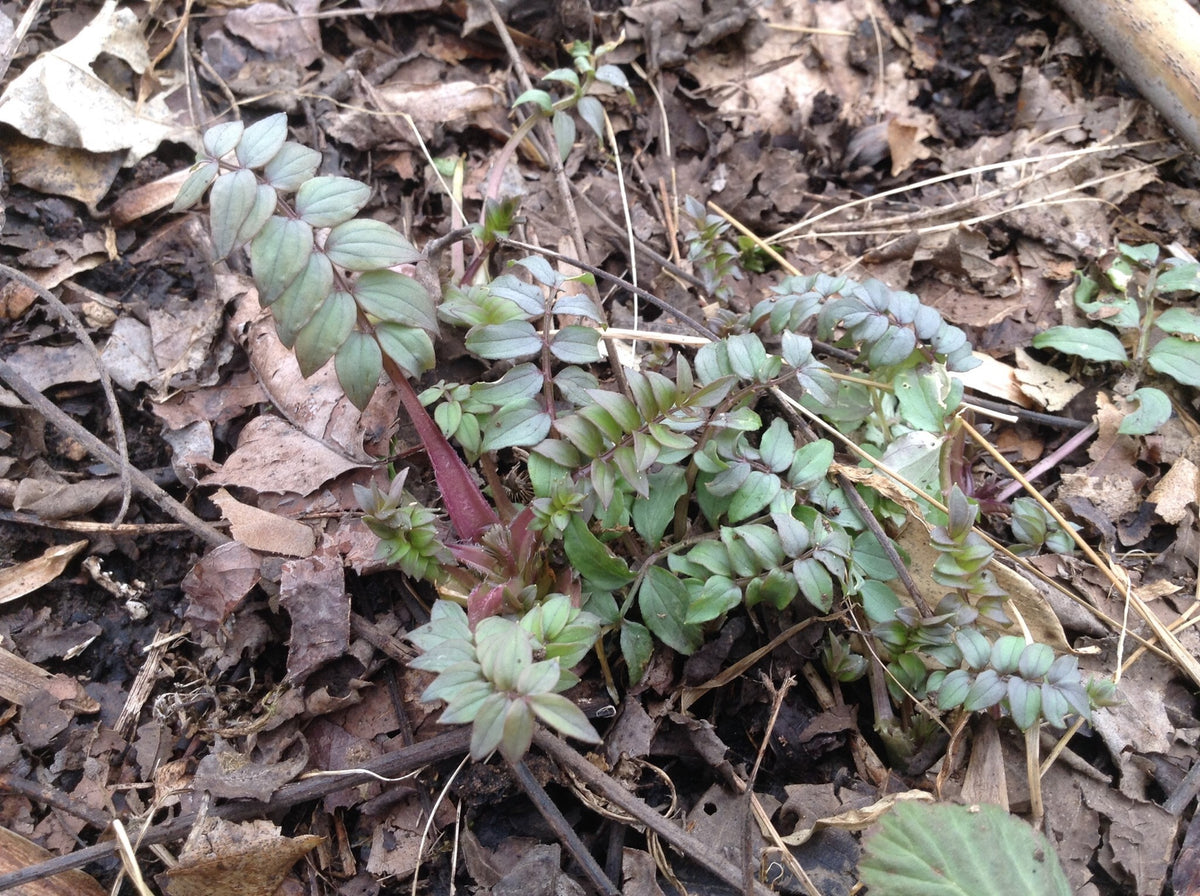 Polemonium reptans