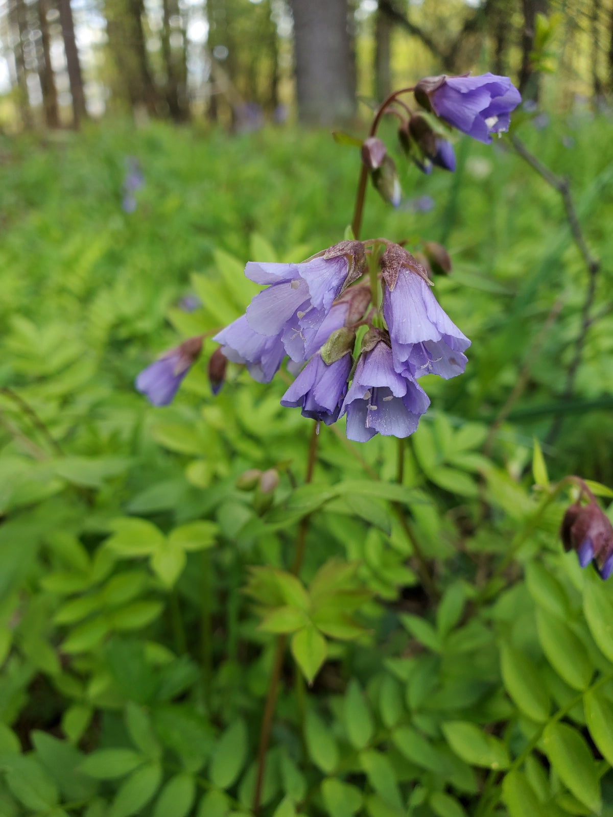 Polemonium reptans