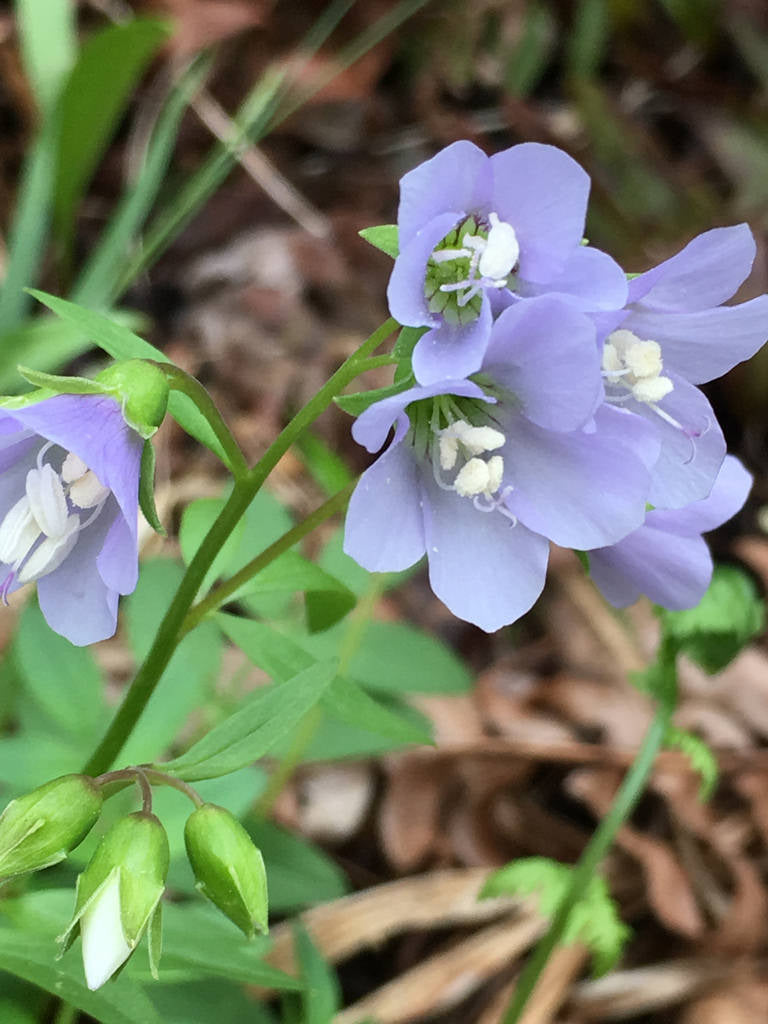 polemonium plants Polemonium reptans – Flower of Carolina