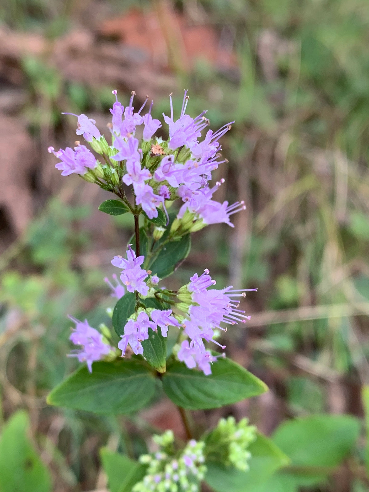 Cunila origanoides