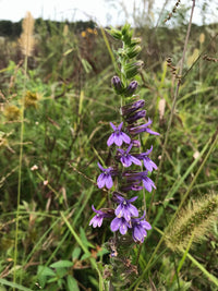 Lobelia puberula