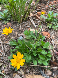 Coreopsis auriculata