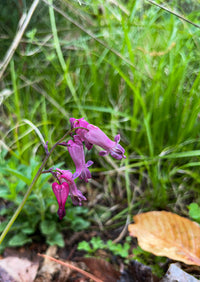 Dicentra eximia