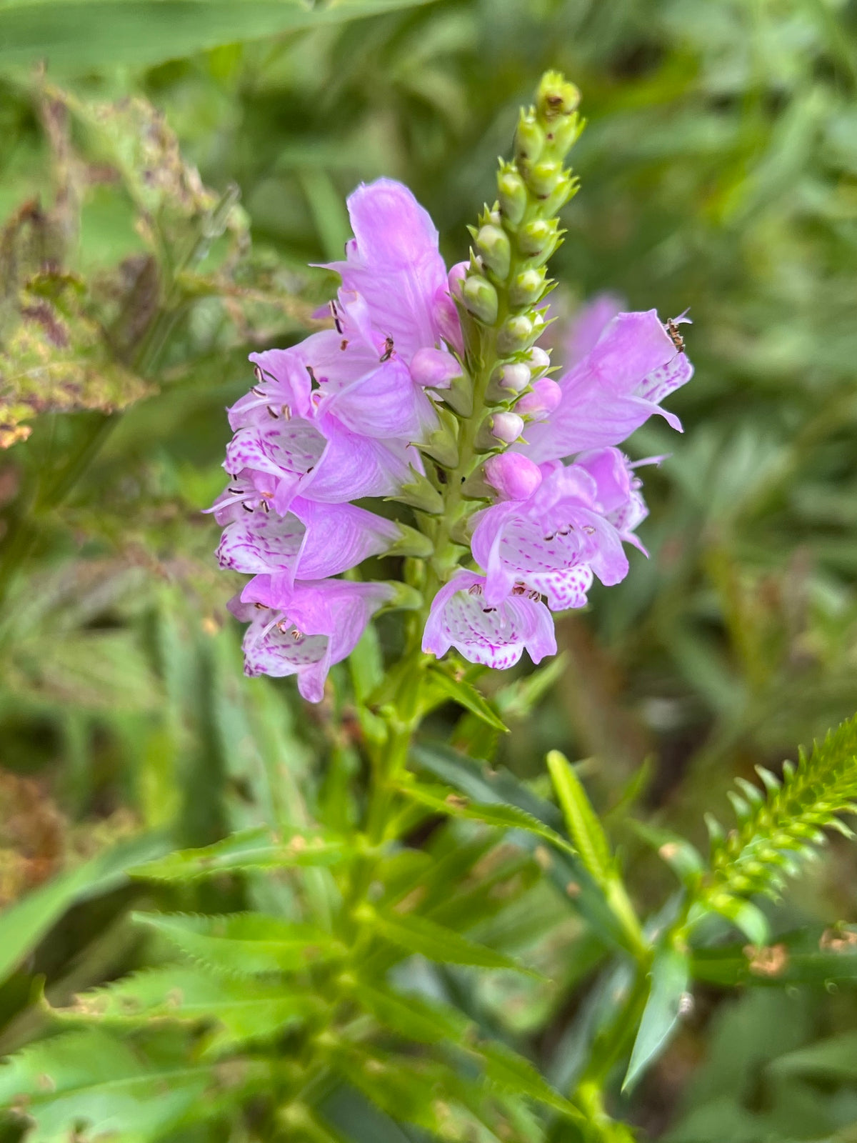 Physostegia virginiana