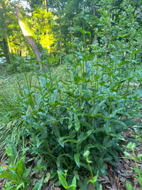 Penstemon digitalis