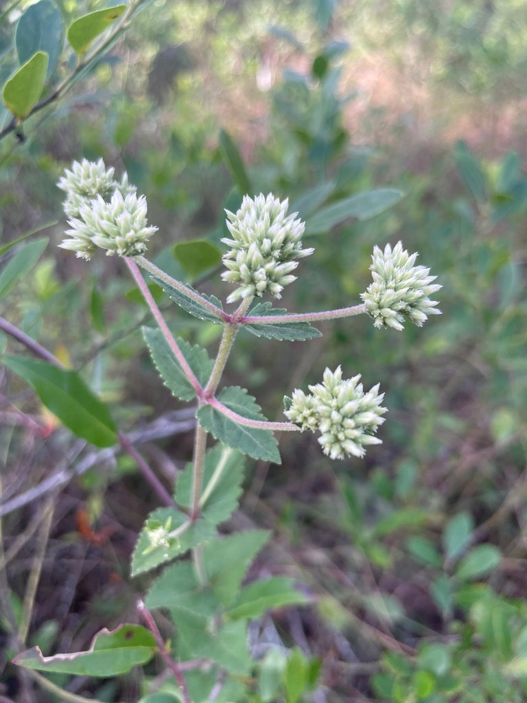 Eupatorium rotundifolium