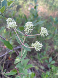 Eupatorium rotundifolium