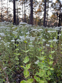 Eupatorium rotundifolium