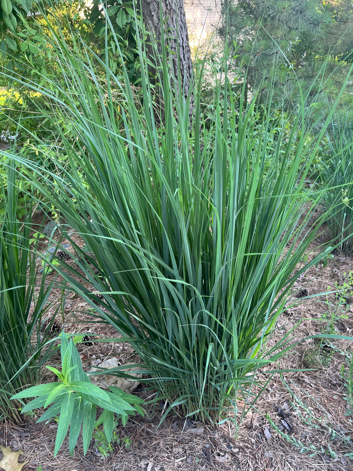 Panicum virgatum ‘Northwind’