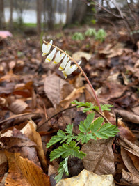 Dicentra cucullaria