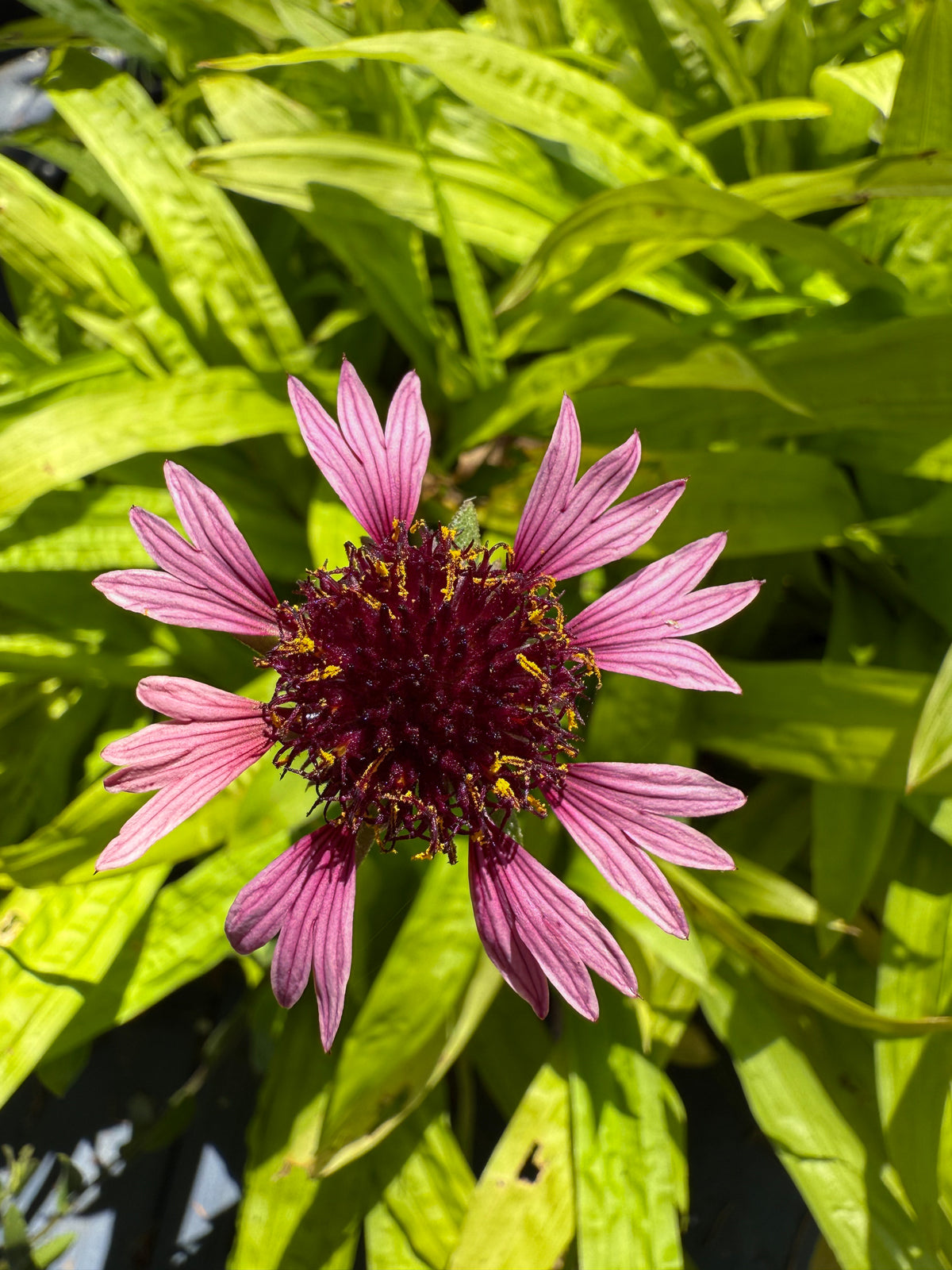 Gaillardia aestivalis var. winkleri