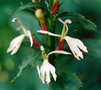 Lobelia cardinalis (White/Pink form)