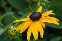 Rudbeckia fulgida var. sullivantii 'Goldsturm'