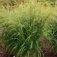 Panicum virgatum 'Cape Breeze'