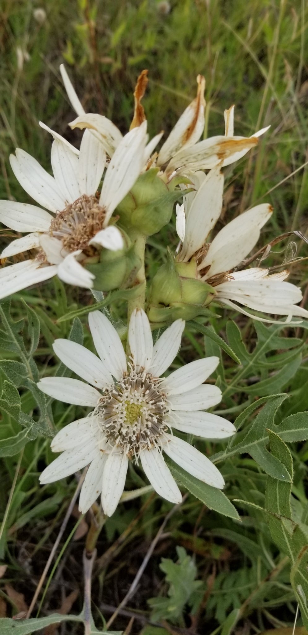Silphium albiflorum