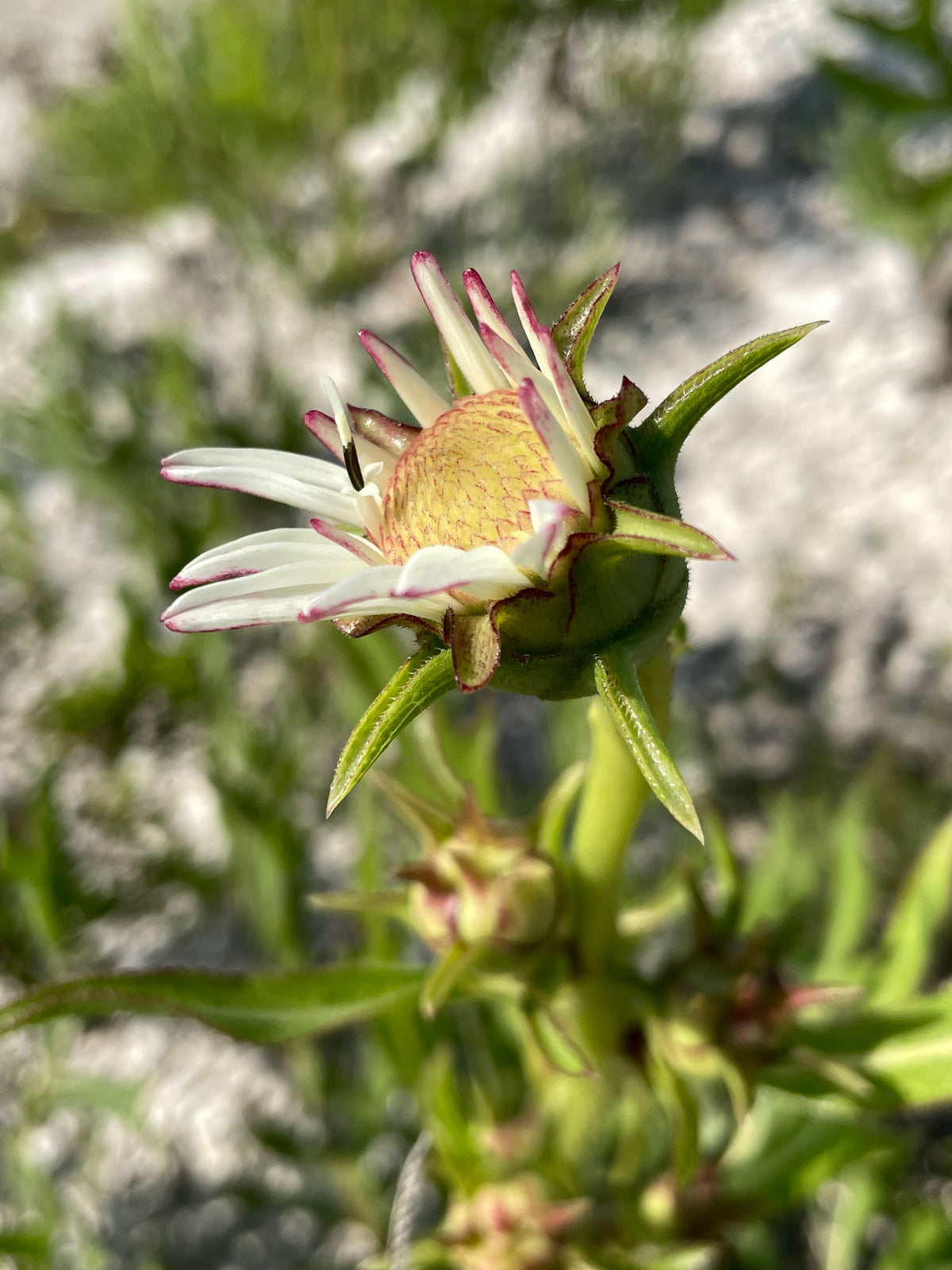 Silphium albiflorum