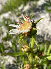 Silphium albiflorum