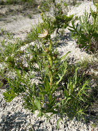 Silphium albiflorum