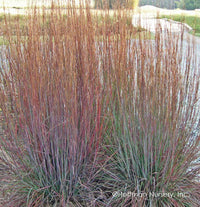 Schizachyrium scoparium 'Ha Ha Tonka’