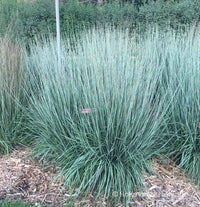 Schizachyrium scoparium 'Ha Ha Tonka’