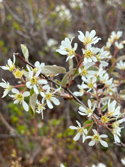 Amelanchier canadensis