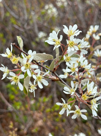 Amelanchier canadensis