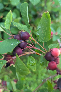 Amelanchier canadensis