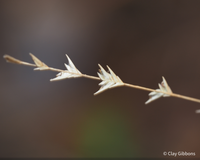 Chasmanthium laxum