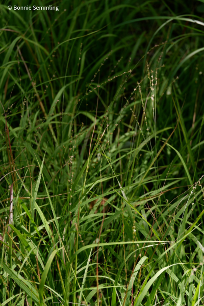 Chasmanthium laxum