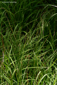 Chasmanthium laxum