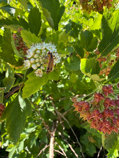 Physocarpus opulifolius