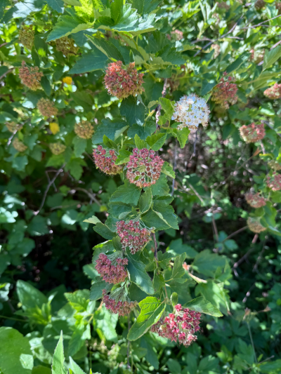 Physocarpus opulifolius