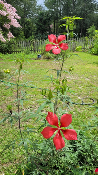 Muenchhusia coccinea
